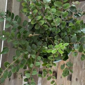 Photo of the plant species Pellaea rotundifolia by @BeefyBroom68 named Button on Greg, the plant care app