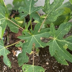 Photo of the plant species Papaya by @SincereMira3 named Osmo on Greg, the plant care app