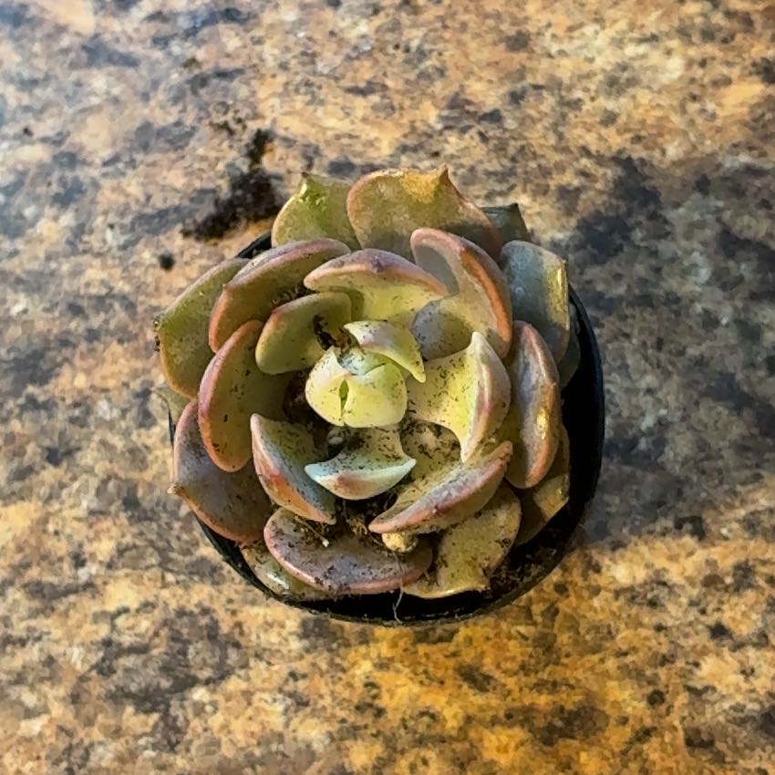 Photo of the plant species Chalk Dudleya by @DrivenPhalsa17 named Keanu Leaves on Greg, the plant care app