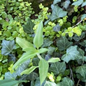 Photo of the plant species Euphorbia Lathyris by @JuicyRedlion99 named Remington on Greg, the plant care app