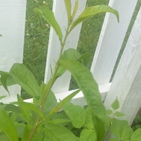 Photo of the plant species Peach Tree by @JuicyRedlion99 named Treeyoncé on Greg, the plant care app