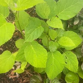 Photo of the plant species Ashy Hydrangea by @JuicyRedlion99 named Apollo on Greg, the plant care app