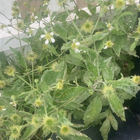 Photo of the plant species Sulphur Cinquefoil by @JuicyRedlion99 named Mochi on Greg, the plant care app