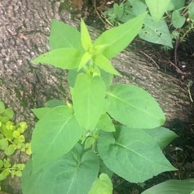 Photo of the plant species Marvel of Peru by @JuicyRedlion99 named Sonora on Greg, the plant care app