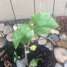 Photo of the plant species Wine Grape by @JuicyRedlion99 named McKinley on Greg, the plant care app