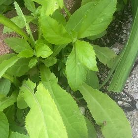 Photo of the plant species Culantro by @JuicyRedlion99 named Gobi on Greg, the plant care app