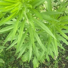 Photo of the plant species Canadian Fleabane by @JuicyRedlion99 named Harry on Greg, the plant care app