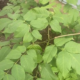 Photo of the plant species American Ash by @JuicyRedlion99 named Drake on Greg, the plant care app