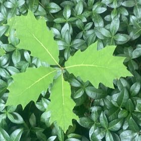 Photo of the plant species Quercus Rubra by @JuicyRedlion99 named Xena on Greg, the plant care app