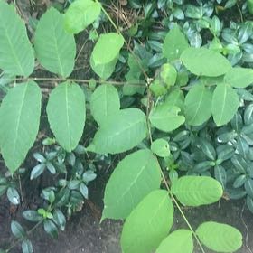 Photo of the plant species English Walnut by @JuicyRedlion99 named Elina on Greg, the plant care app