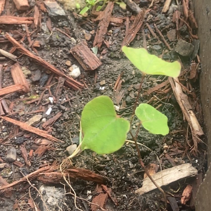 Photo of the plant species Eastern Redbud by @JuicyRedlion99 named Huckleberry Fern on Greg, the plant care app