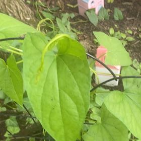 Photo of the plant species Bugle Vine by @JuicyRedlion99 named Wall-E on Greg, the plant care app