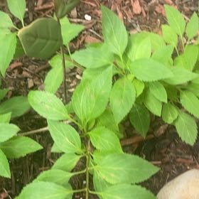 Photo of the plant species Border Forsythia by @JuicyRedlion99 named Bieber on Greg, the plant care app