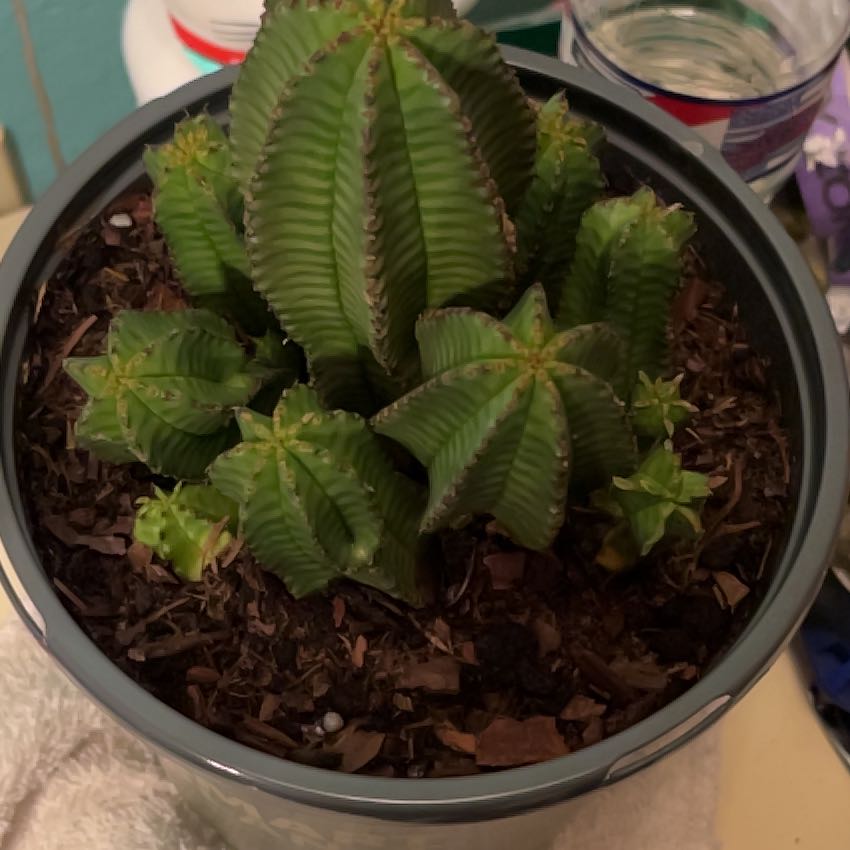 Photo of the plant species Euphorbia anoplia by @StockyIcarus25 named Fart Butt on Greg, the plant care app