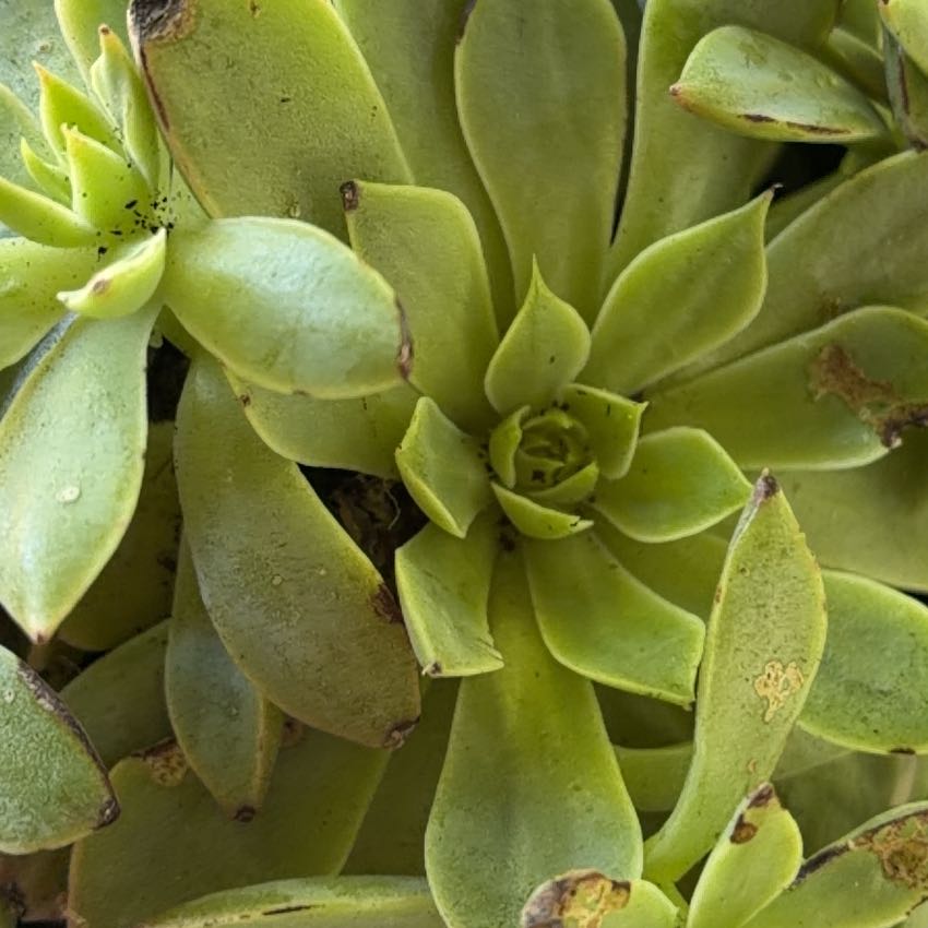 Photo of the plant species Giant Chalk Dudleya by @Showigrow named Keanu Leaves on Greg, the plant care app