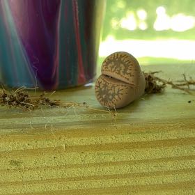Photo of the plant species Assorted Lithops by @Showigrow named Tolkien on Greg, the plant care app