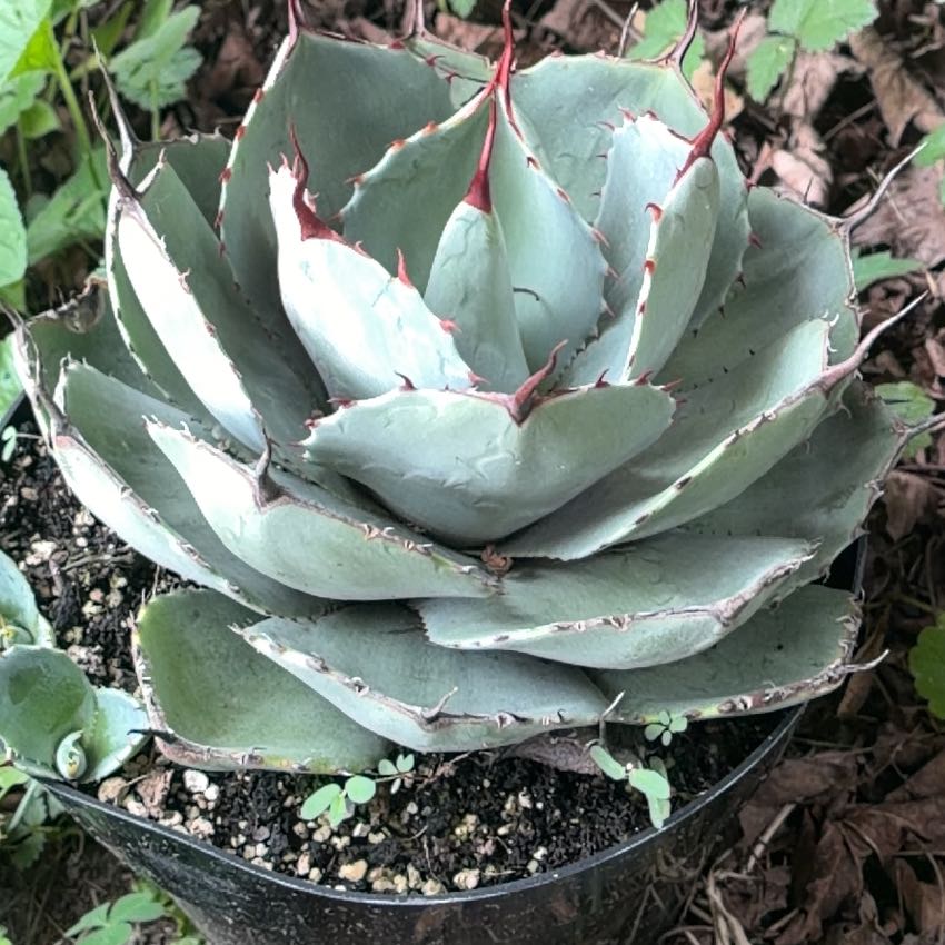 Photo of the plant species Agave Parryi by @Showigrow named Princes on Greg, the plant care app