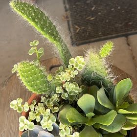 Photo of the plant species Arborescent Prickly Pear by @FieryTanekaha65 named Morgan Treeman on Greg, the plant care app
