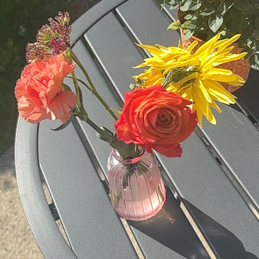 Photo of the plant species Persian Buttercup by @VividRedcap78 named Sanders on Greg, the plant care app