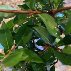 Photo of the plant species Sky Pencil Holly by @AceBagpod68 named Sherlock on Greg, the plant care app