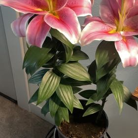 Photo of the plant species Easter Lily by @CalmLavaranos33 named lily on Greg, the plant care app