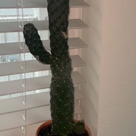 Photo of the plant species Woolyjoint Prickly Pear by @CalmLavaranos33 named Austen on Greg, the plant care app