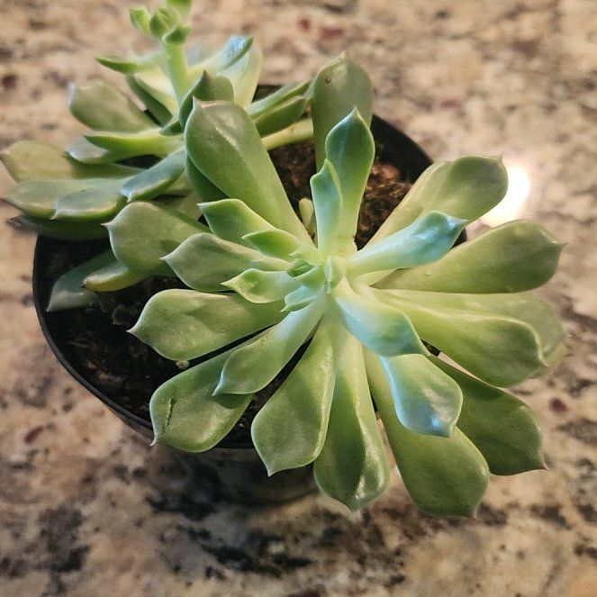 Photo of the plant species Graptoveria 'Olivia' by @JesterPeyote72 named Olivia on Greg, the plant care app
