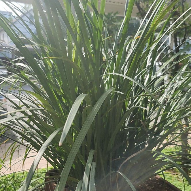 Photo of the plant species Cymbopogon Citratus by @JesterPeyote72 named Fernie Saunders on Greg, the plant care app