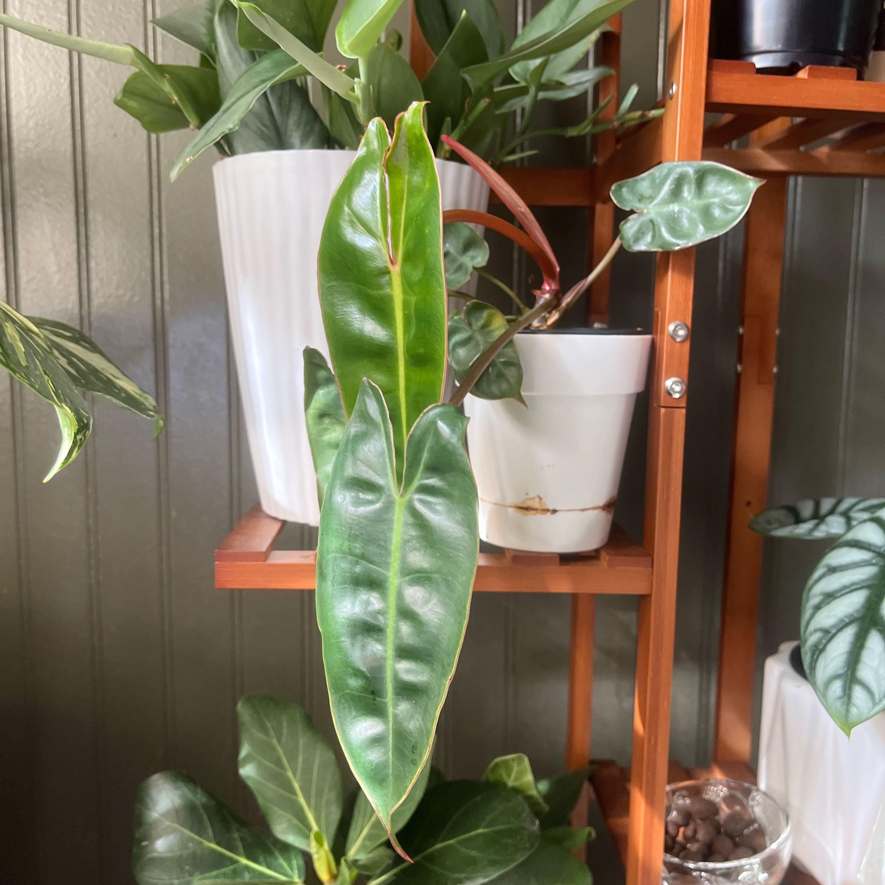Photo of the plant species Philodendron billietiae by @GreatTitoki51 named Dale on Greg, the plant care app