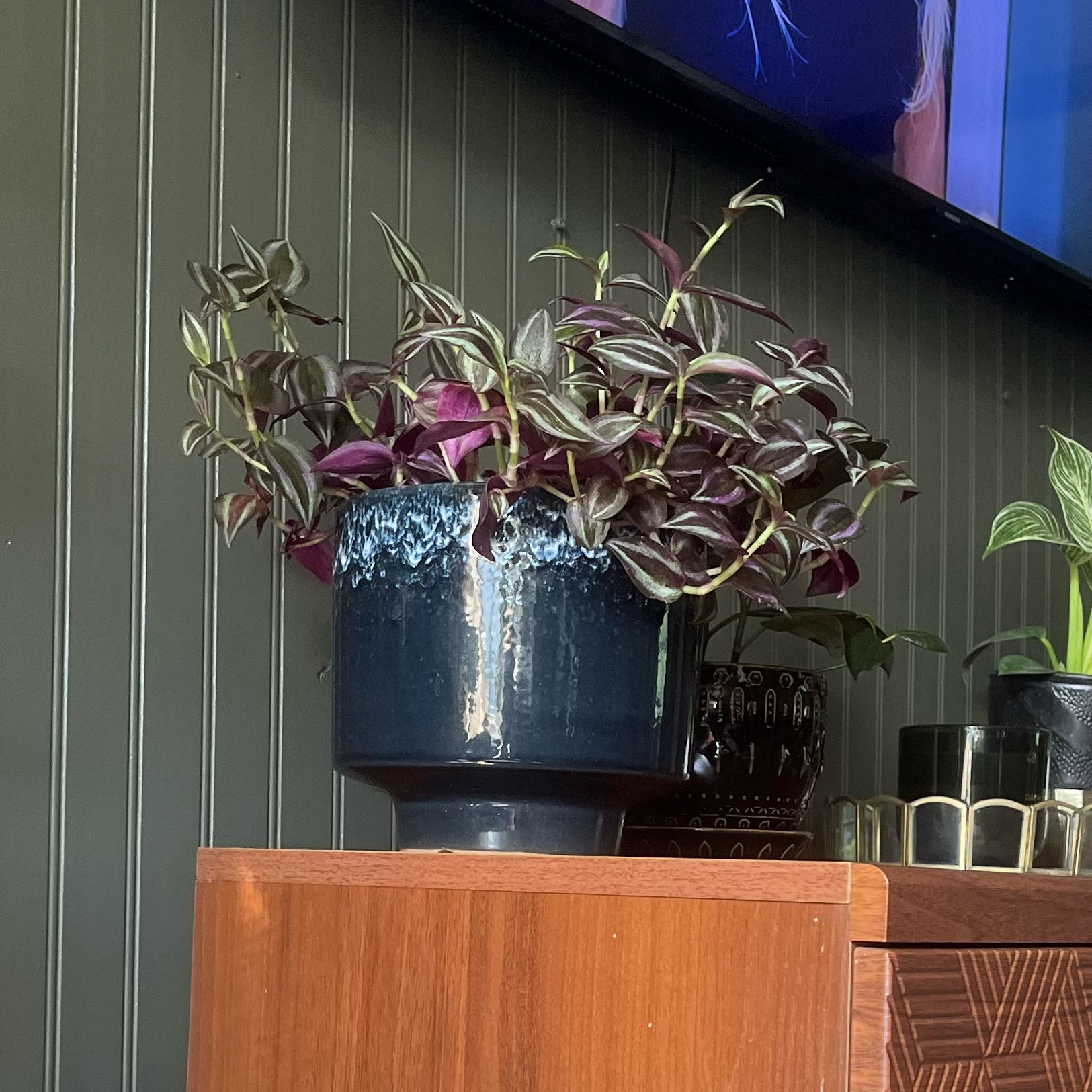 Photo of the plant species Wandering Dude 'Burgundy' by @GreatTitoki51 named Elvira on Greg, the plant care app