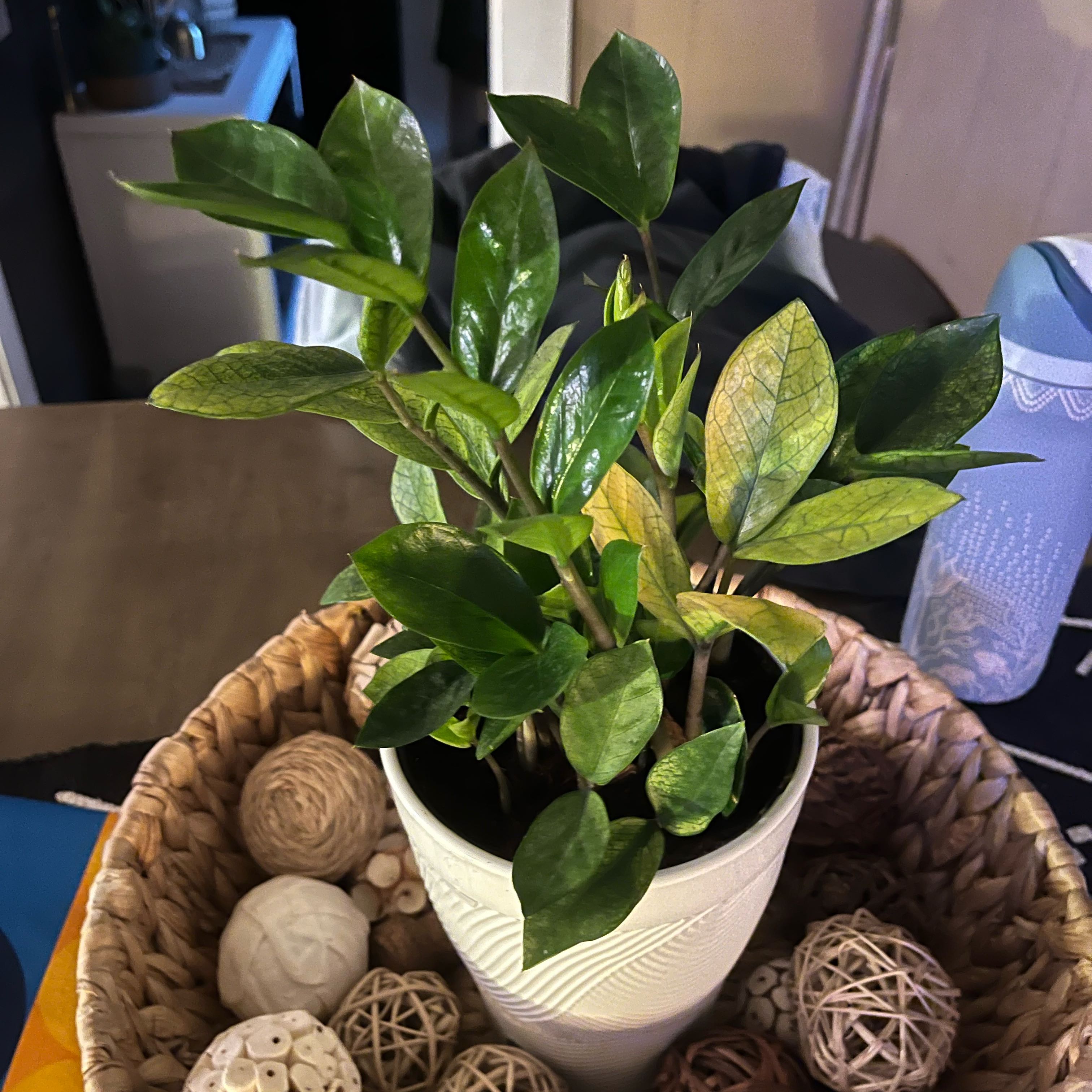 Photo of the plant species Chameleon ZZ Plant by @GreatTitoki51 named Montana millzz on Greg, the plant care app