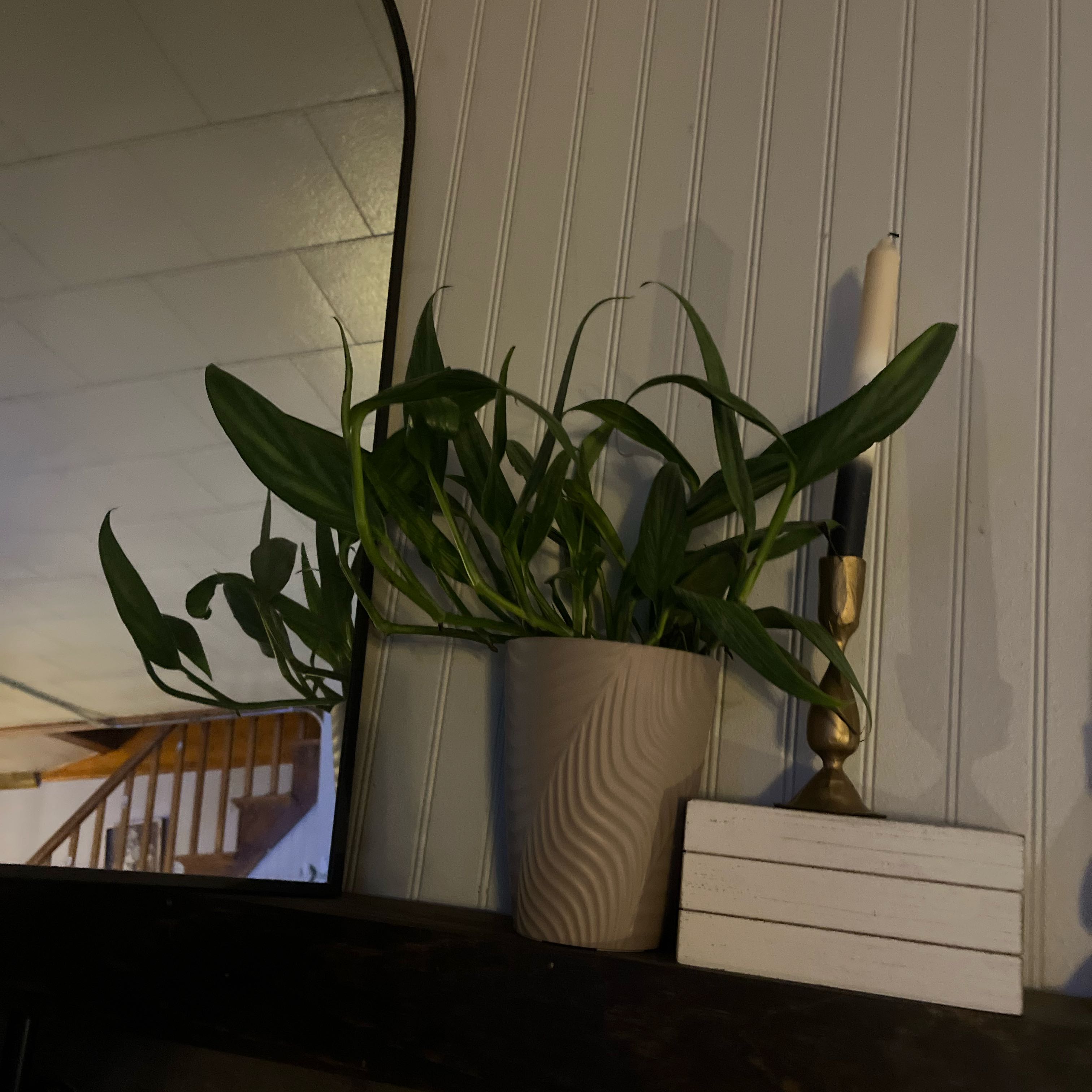 Photo of the plant species Pothos amplifolia by @GreatTitoki51 named Green bean on Greg, the plant care app