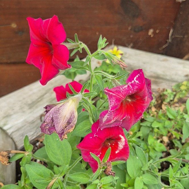 Photo of the plant species Easy Wave Petunias by @PetChosmo23 named Scarlett on Greg, the plant care app