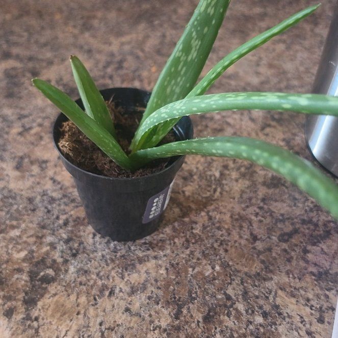 Aloe