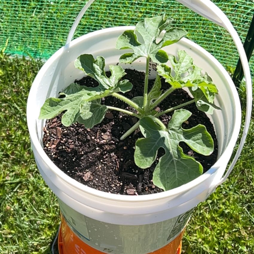 Photo of the plant species Brown Turkey Fig by @GoodPignut47 named Kendall on Greg, the plant care app