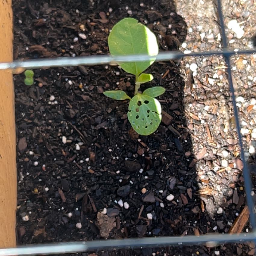 Photo of the plant species Eggplant by @GoodPignut47 named Doja Cat on Greg, the plant care app