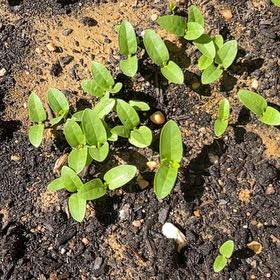 Photo of the plant species Red Chickweed by @GoodPignut47 named Bigleef Smalls on Greg, the plant care app
