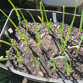 Photo of the plant species Cogon Grass by @GoodPignut47 named Winston on Greg, the plant care app