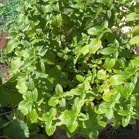 Photo of the plant species Peppermint by @GoodPignut47 named Harry on Greg, the plant care app
