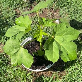 Photo of the plant species Abelmoschus Esculentus by @GoodPignut47 named Athena on Greg, the plant care app