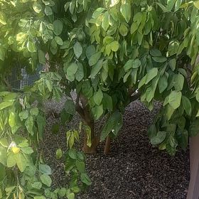 Photo of the plant species Ruby Red Grapefruit Tree by @OpenlyRedlog74 named Messi on Greg, the plant care app