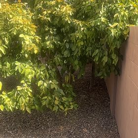 Photo of the plant species Grapefruit Tree by @OpenlyRedlog74 named Drake on Greg, the plant care app