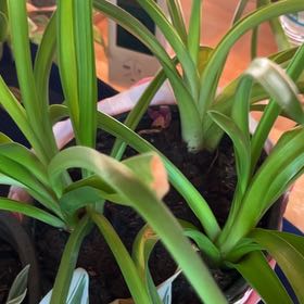 Photo of the plant species Common Grape Hyacinth by @HipMakole34 named Bridgerton on Greg, the plant care app