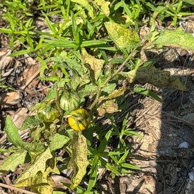 Photo of the plant species Cutleaf Groundcherry by @FitIcarus86 named Marilyn on Greg, the plant care app