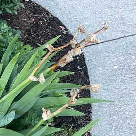 Photo of the plant species Blackberry Lily by @DollOrpine54 named Aristotle on Greg, the plant care app
