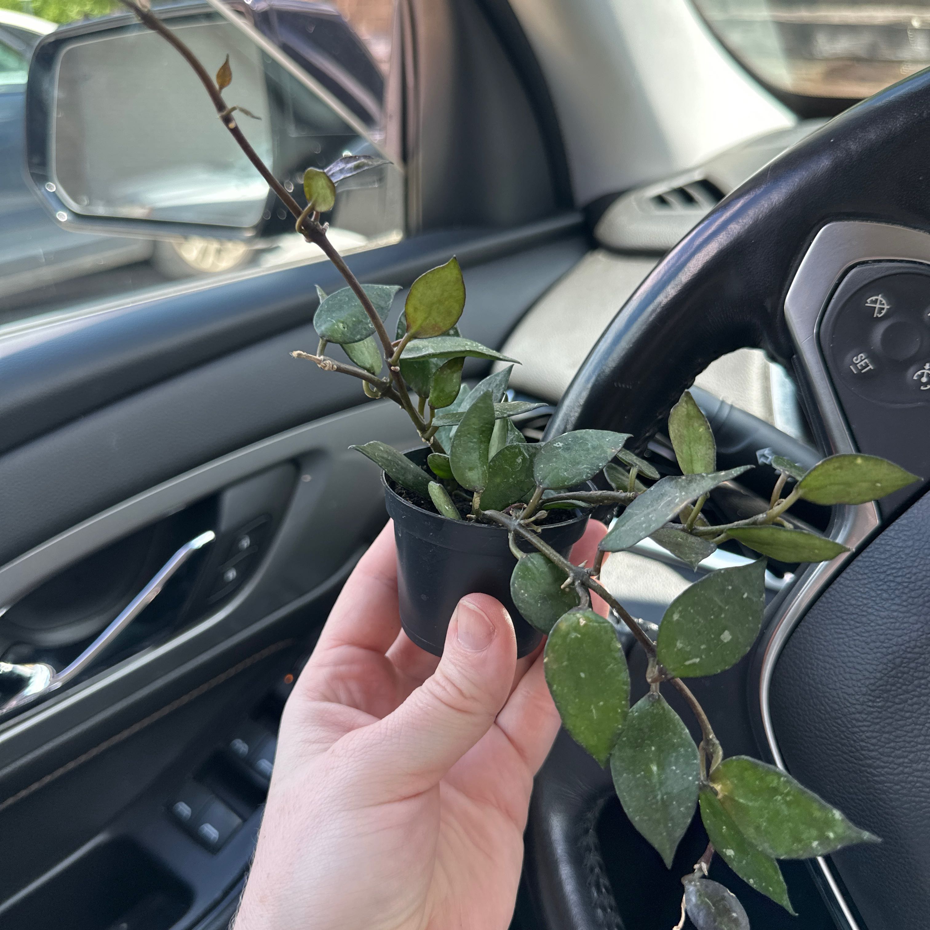 Photo of the plant species Hoya krohniana by @GladAlbo10 named Robert Plant on Greg, the plant care app