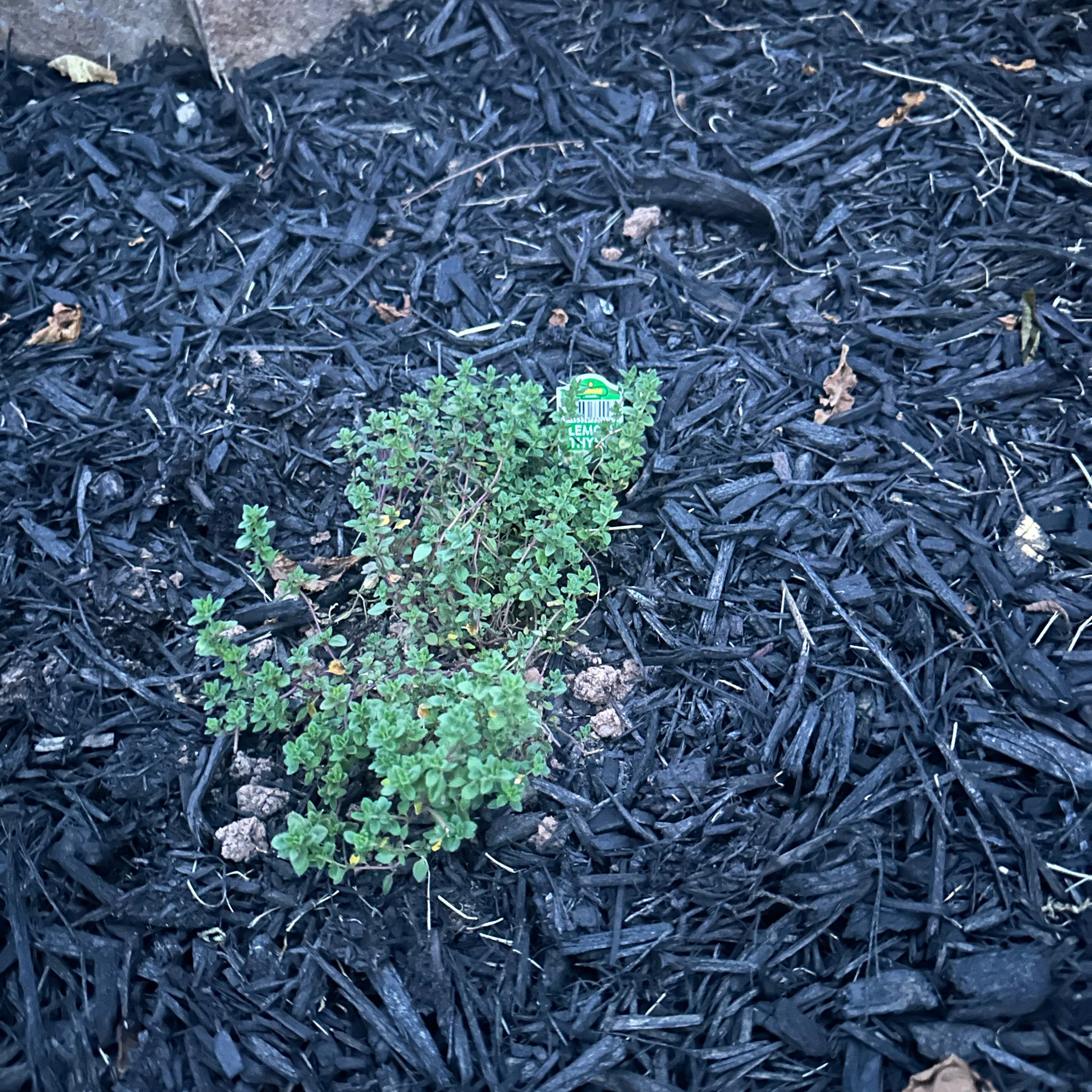 Photo of the plant species Lemon Thyme by @GladAlbo10 named Thyme on Greg, the plant care app