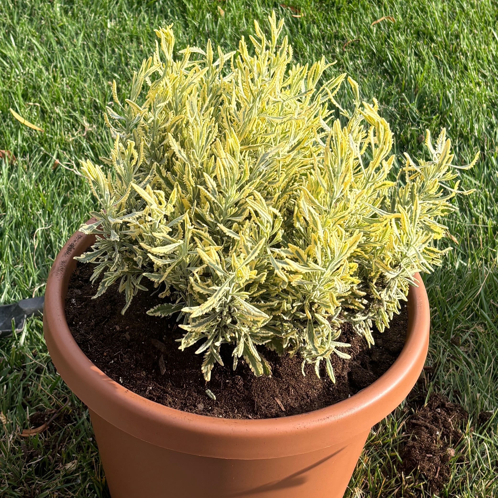Photo of the plant species Lavender Mint Julep by @PolishedPilea70 named Saguaro on Greg, the plant care app