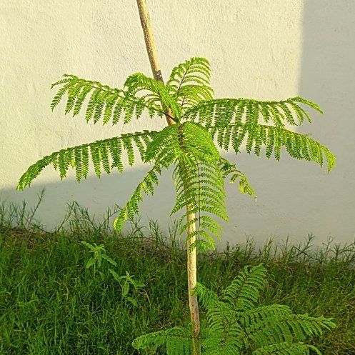 Photo of the plant species Jacaranda by @AliveCooperi92 named Elina on Greg, the plant care app