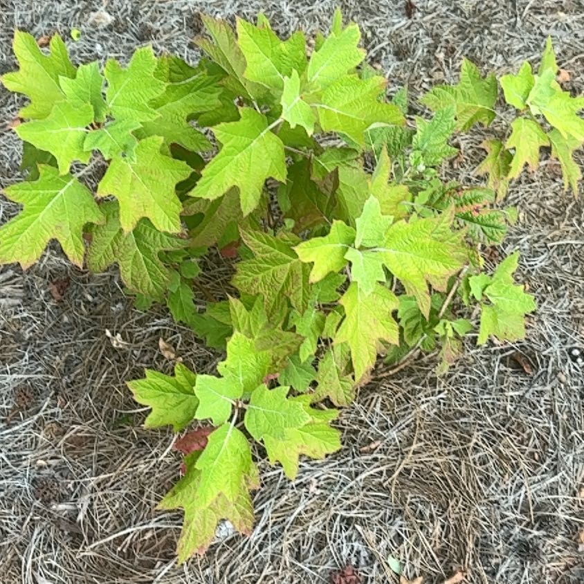 Photo of the plant species Oakleaf Hydrangea by @TenaciousHope74 named Sproutacus on Greg, the plant care app